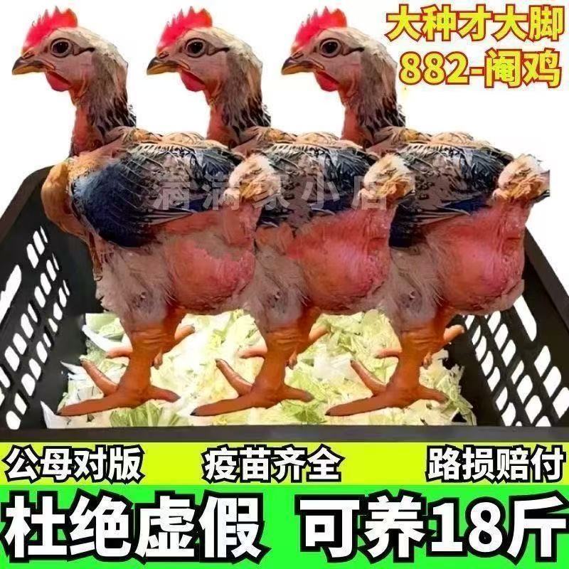 k9鸡苗快大型肉鸡苗厂家直销没有中间商支持一件代发