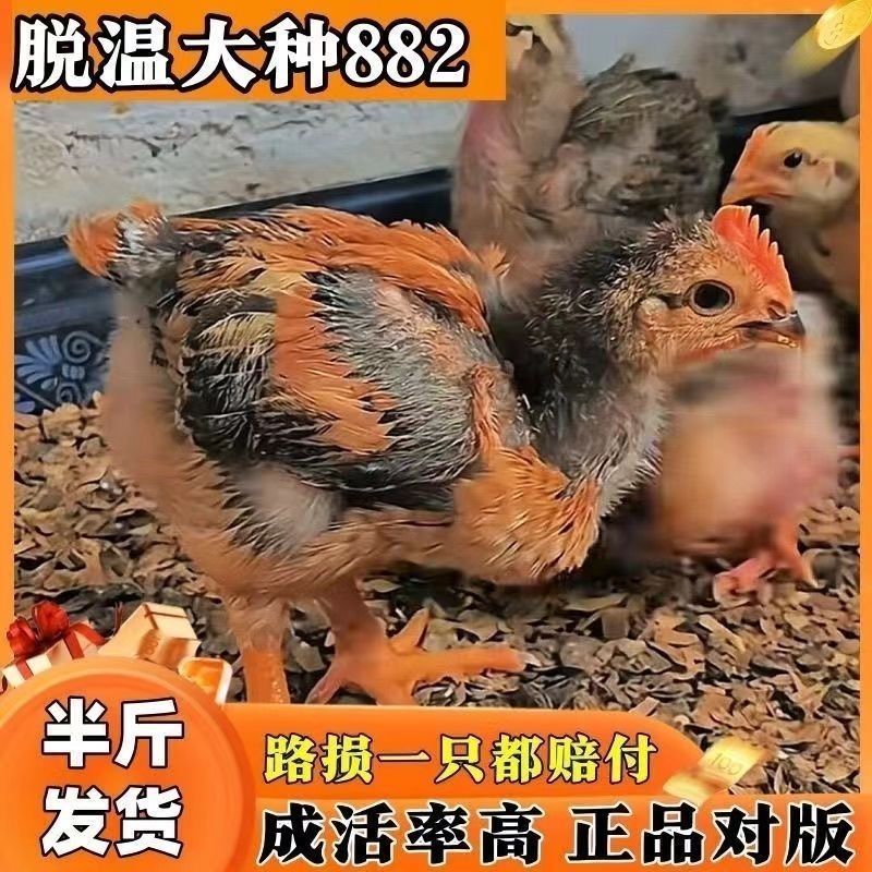 k9鸡苗快大型肉鸡苗厂家直销没有中间商支持一件代发