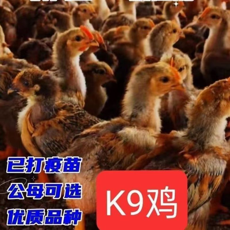 k9鸡苗快大型肉鸡苗厂家直销没有中间商支持一件代发