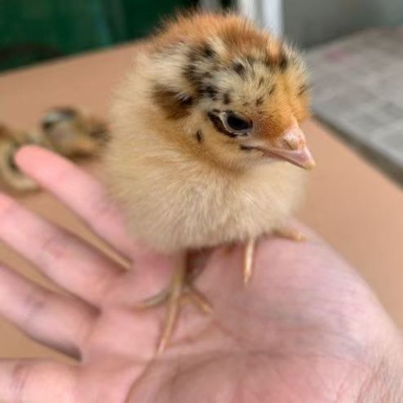 草鸡苗散养鸡苗农家散养草鸡苗草鸡苗厂家直销一手货源