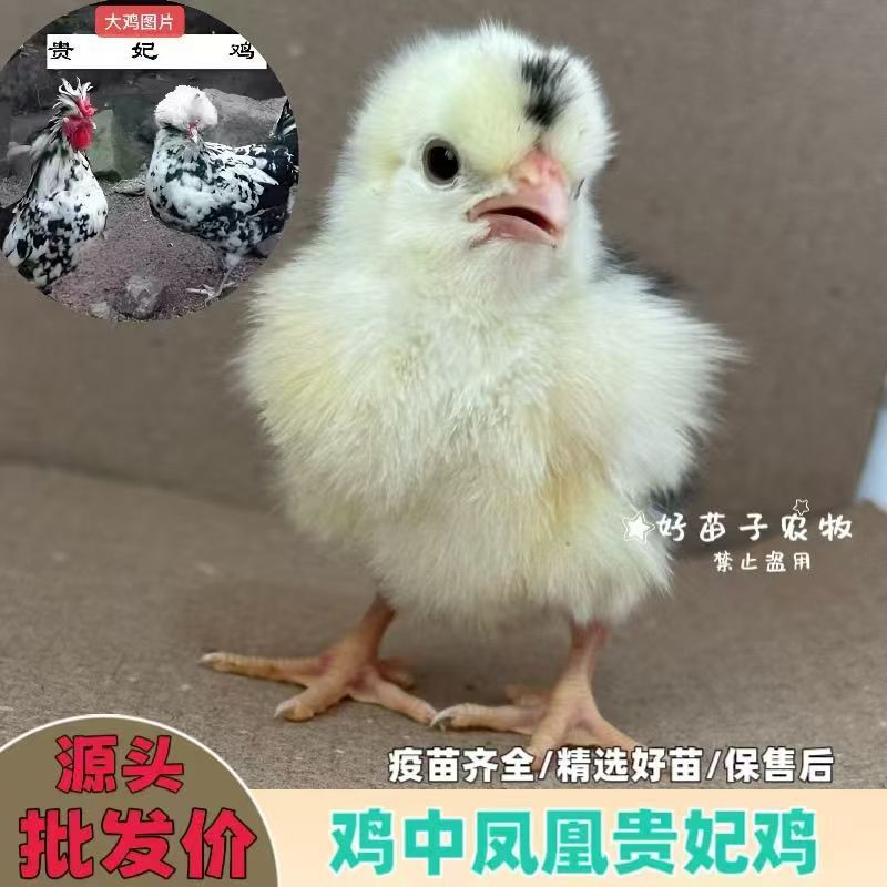 贵妃鸡苗中型鸡苗贵妃鸡苗厂家直销没有中间商支持一件代发