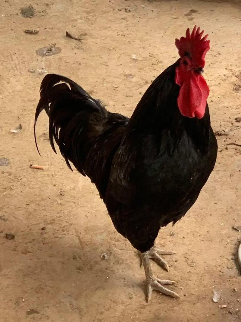 黑鸡苗快大型黑鸡苗新杨黑鸡苗天露黑鸡苗厂家直销一件代发