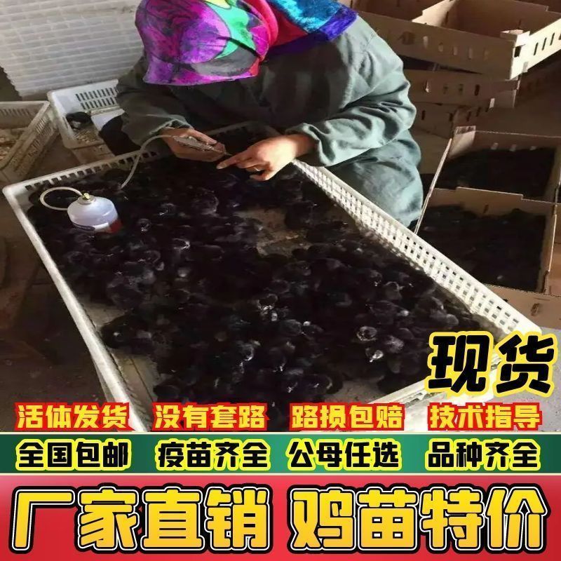 黑鸡苗快大型黑鸡苗新杨黑鸡苗天露黑鸡苗厂家直销一件代发