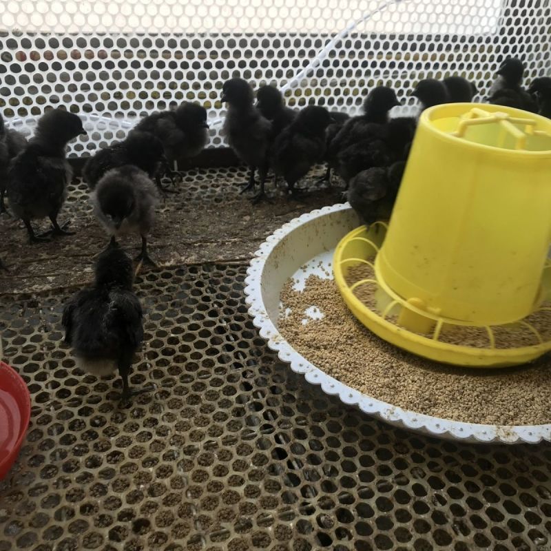 黑鸡苗快大型黑鸡苗新杨黑鸡苗天露黑鸡苗厂家直销一件代发