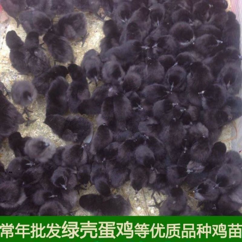 黑鸡苗快大型黑鸡苗新杨黑鸡苗天露黑鸡苗厂家直销一件代发
