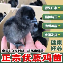 黑鸡苗快大型黑鸡苗新杨黑鸡苗天露黑鸡苗厂家直销一件代发