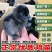 黑鸡苗快大型黑鸡苗新杨黑鸡苗天露黑鸡苗厂家直销一件代发