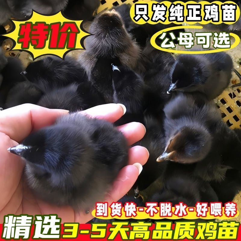 黑鸡苗快大型黑鸡苗新杨黑鸡苗天露黑鸡苗厂家直销一件代发