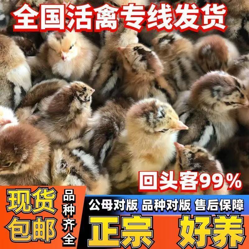 红瑶土鸡苗正宗瑶鸡苗中快型瑶鸡苗厂家直销一件代发