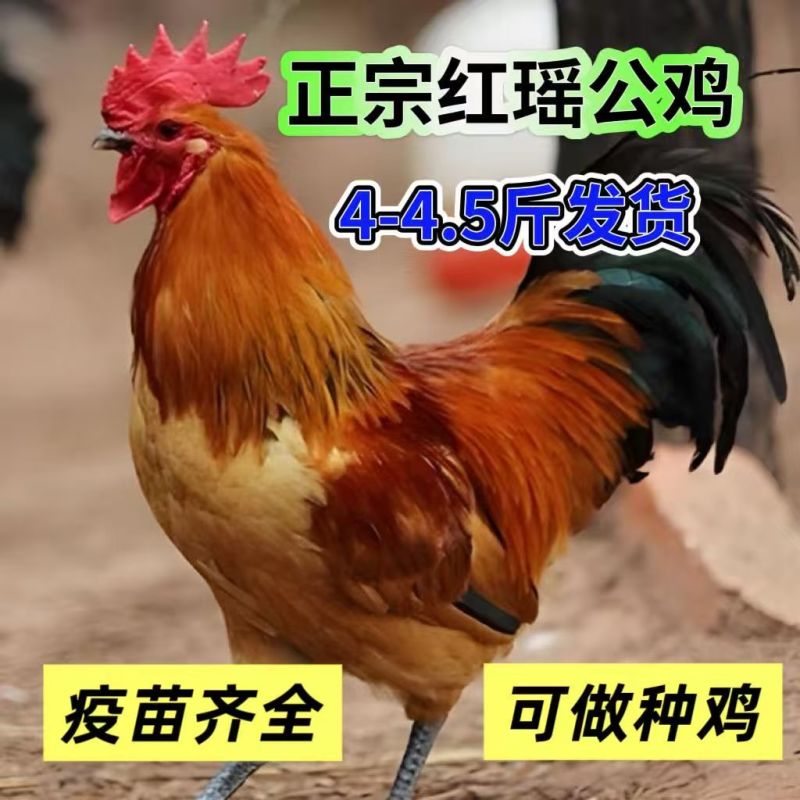 红瑶土鸡苗正宗瑶鸡苗中快型瑶鸡苗厂家直销一件代发