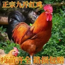 九斤红鸡苗快大型肉鸡苗厂家直销一件代发全国发货运输死亡包