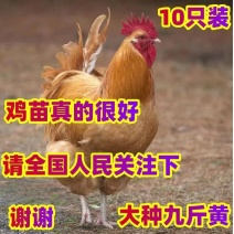九斤黄鸡苗大型九斤黄鸡苗三黄鸡苗厂家一件代发运输死亡包赔