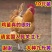 九斤黄鸡苗大型九斤黄鸡苗三黄鸡苗厂家一件代发运输死亡包赔