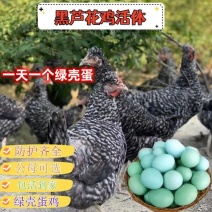 芦花鸡苗黑芦花鸡苗白芦花鸡苗金芦花鸡苗一件代发厂家直销