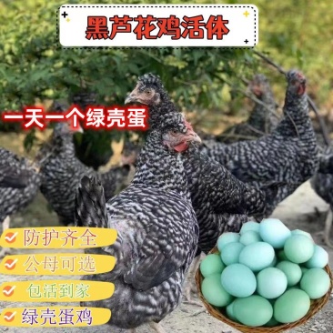 芦花鸡苗黑芦花鸡苗白芦花鸡苗金芦花鸡苗一件代发厂家直销