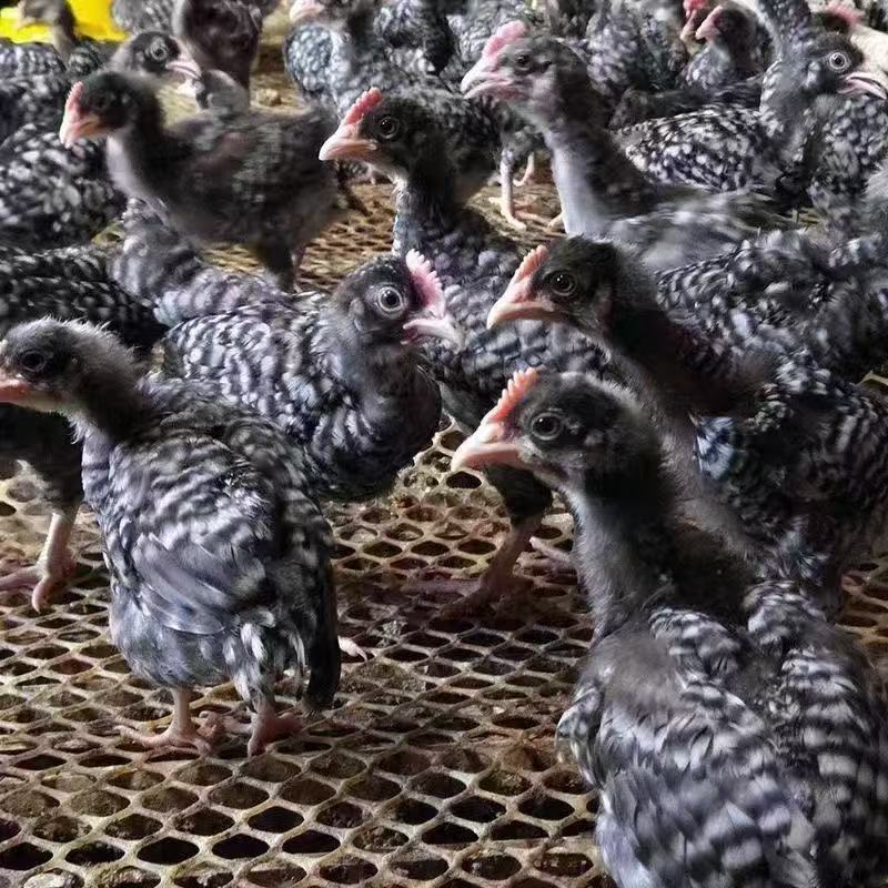芦花鸡苗黑芦花鸡苗白芦花鸡苗金芦花鸡苗一件代发厂家直销