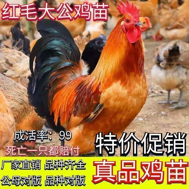 麻鸡苗快大青脚麻鸡苗厂家一手货源没有中间商运输死亡包赔