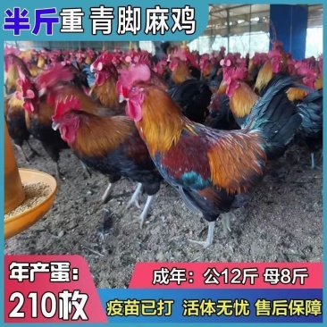 麻鸡苗快大青脚麻鸡苗厂家一手货源没有中间商运输死亡包赔