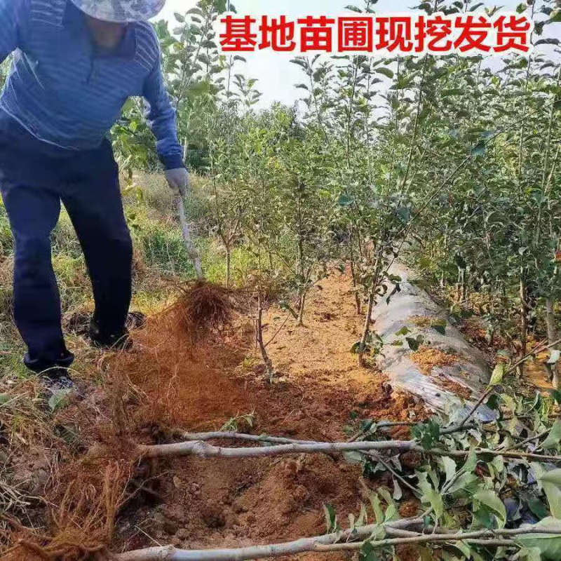 河南苹果苗乔化鲁丽苹果芽苗/量大从优/诚信经营/产地直发