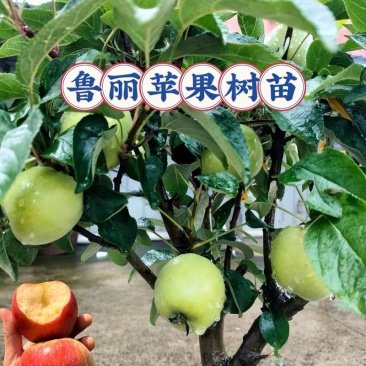 河南苹果苗乔化鲁丽苹果芽苗/量大从优/诚信经营/产地直发