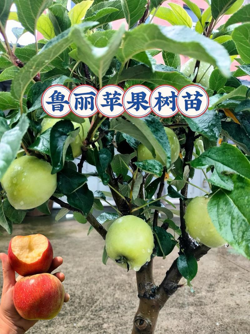 河南苹果苗乔化鲁丽苹果芽苗/量大从优/诚信经营/产地直发