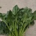 【热卖】大叶菠菜直供加工厂产地一手货源按需包装