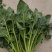 【热卖】大叶菠菜直供加工厂产地一手货源按需包装