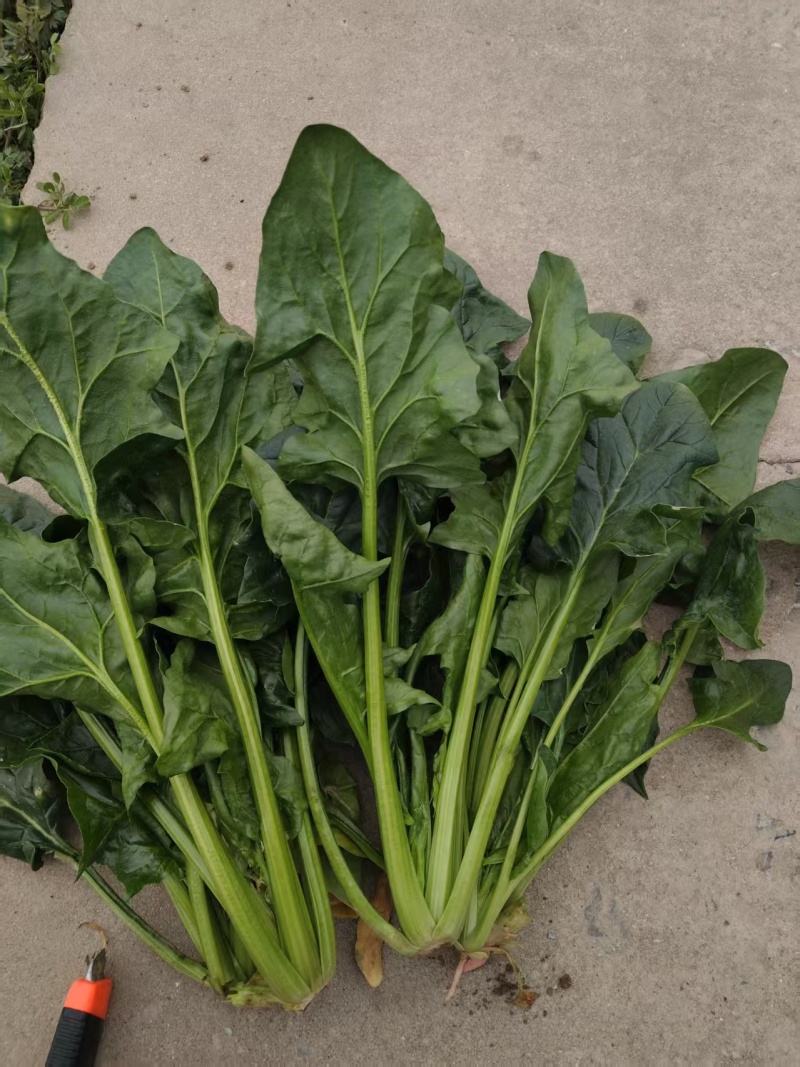 【热卖】大叶菠菜直供加工厂产地一手货源按需包装
