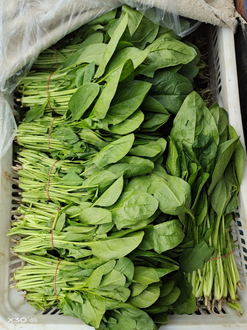 【热卖】大叶菠菜直供加工厂产地一手货源按需包装