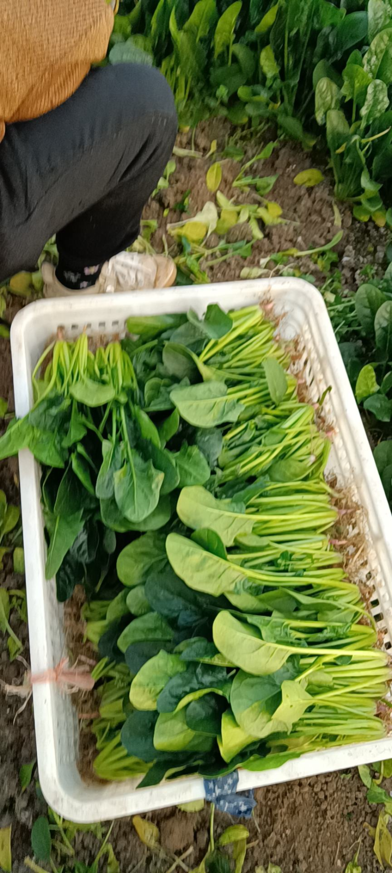 【热卖】大叶菠菜直供加工厂产地一手货源按需包装