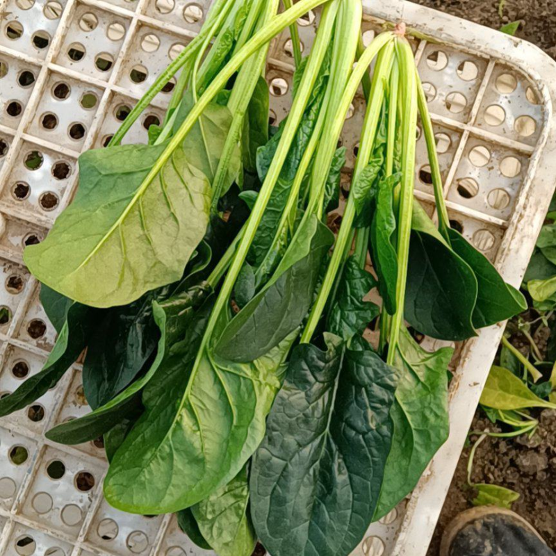 【热卖】大叶菠菜直供加工厂产地一手货源按需包装