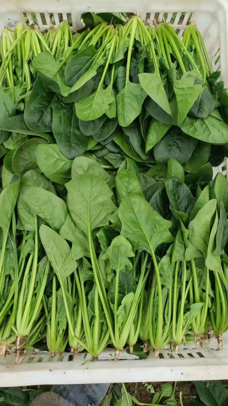 【热卖】大叶菠菜直供加工厂产地一手货源按需包装