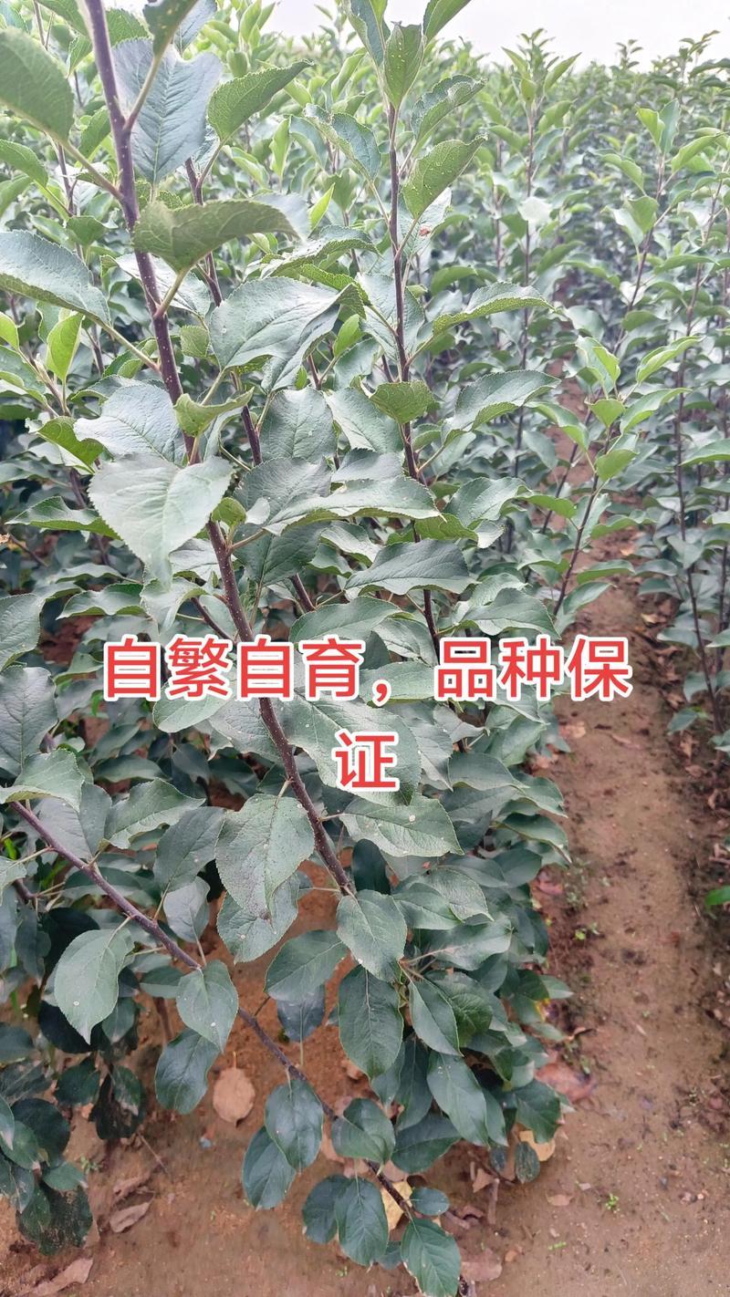 河南苹果苗乔化鲁丽苹果芽苗/量大从优/诚信经营/产地直发