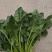 【实力】大叶菠菜加工厂货源充足实地考察可视频看货