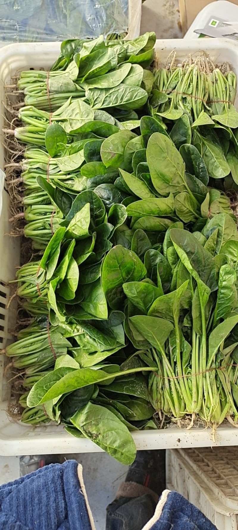 【实力】大叶菠菜加工厂货源充足实地考察可视频看货