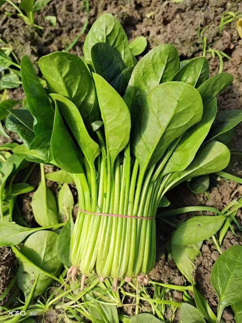 【实力】大叶菠菜加工厂货源充足实地考察可视频看货