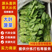 【实力】大叶菠菜加工厂货源充足实地考察可视频看货