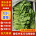 【实力】大叶菠菜加工厂货源充足实地考察可视频看货