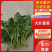 【热卖】大叶菠菜直供加工厂产地一手货源按需包装