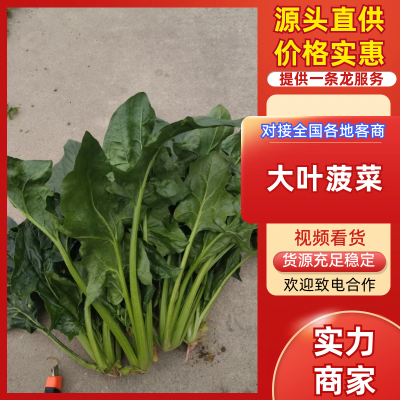 【热卖】大叶菠菜直供加工厂产地一手货源按需包装