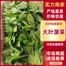 【精品菠菜】大叶菠菜产地直发货源充足对接加工厂