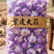 云南紫皮大蒜大量上质量保证产地直发/量大从优