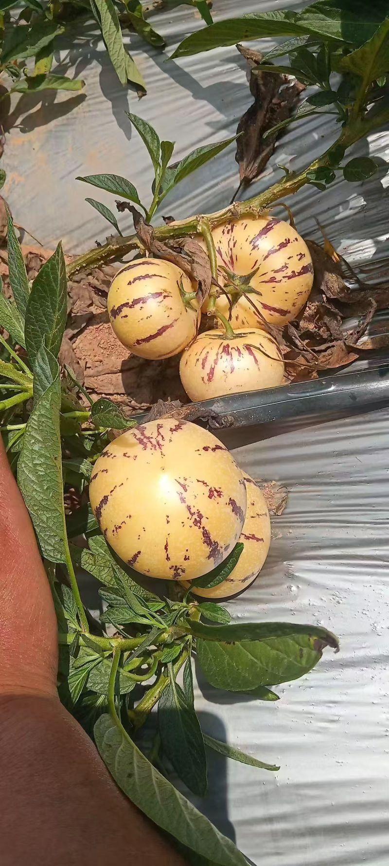 云南石林应季自然熟人生果源头产地种质量保证