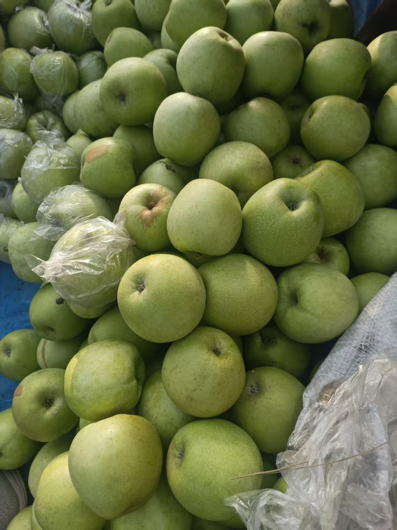 河北精品王林苹果大量供应质量保证一手货源对接商超市场