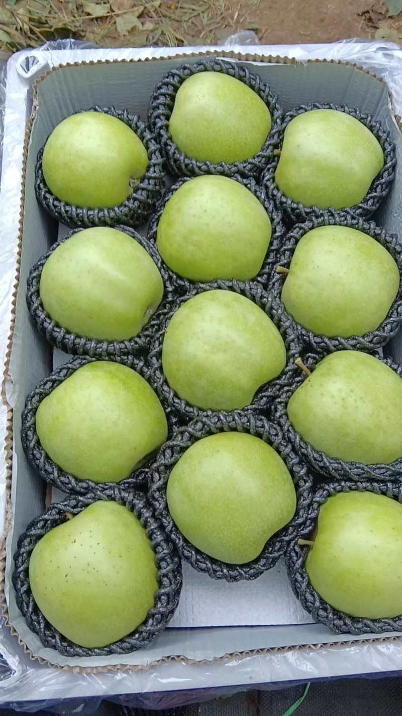 河北精品王林苹果大量供应质量保证一手货源对接商超市场