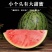 小糖丸西瓜上市产地直发全国发货诚信经营支持视频看货