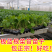 板蓝根菜苔苗湖北核心产区直发蔬菜苗子特色蔬菜带土发货精品