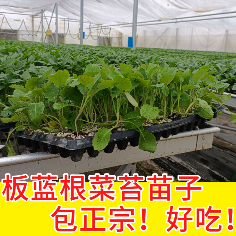 板蓝根菜苔苗湖北核心产区直发蔬菜苗子特色蔬菜带土发货精品