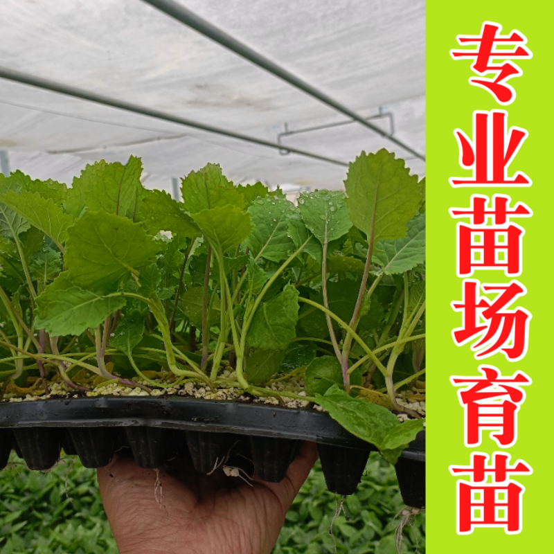 板蓝根菜苔苗湖北核心产区直发蔬菜苗子特色蔬菜带土发货精品