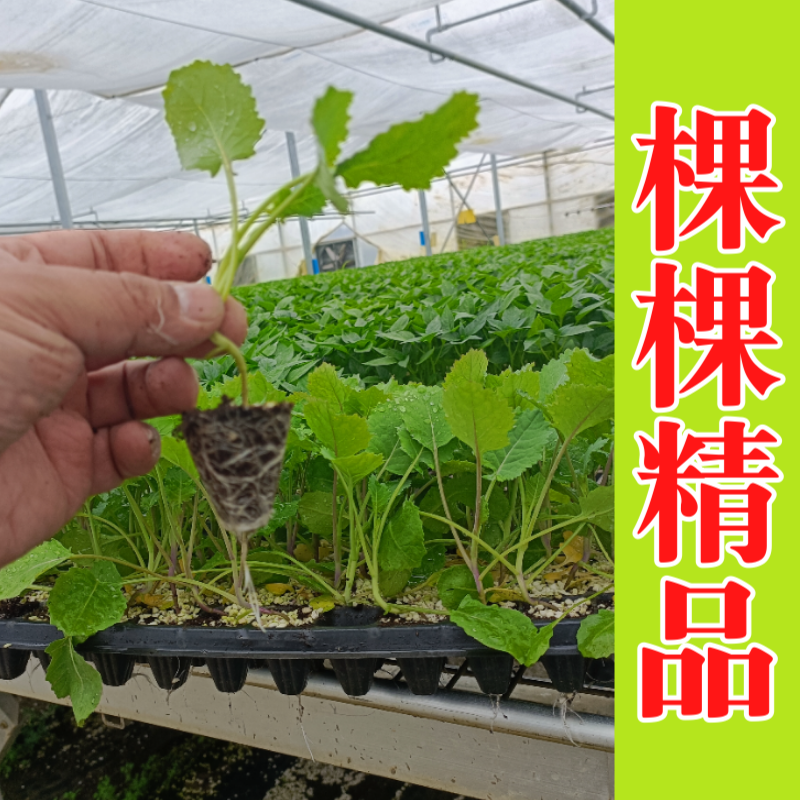 板蓝根菜苔苗湖北核心产区直发蔬菜苗子特色蔬菜带土发货精品